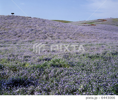 ネモフィラ 6443066