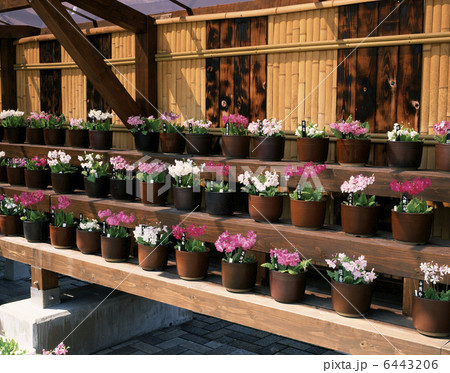 サクラソウの花壇 6443206