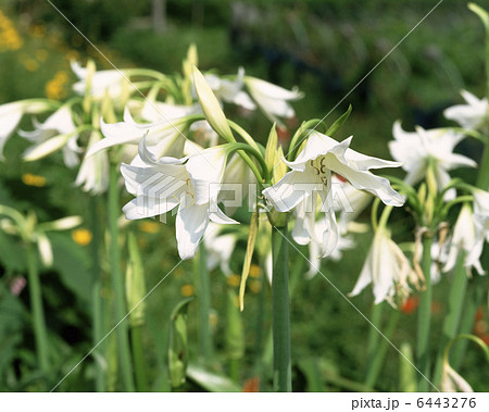 インドハマユウ 6443276