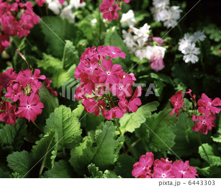 サクラソウ 6443303