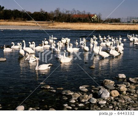 白鳥飛来地 6443332