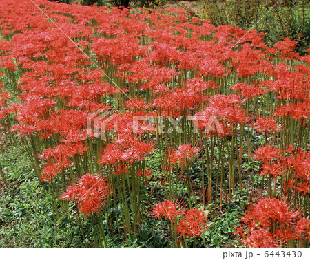 ヒガンバナ 6443430