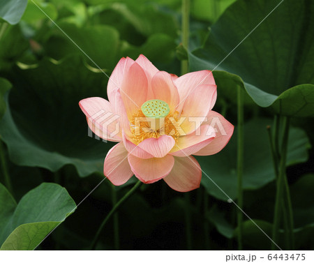 大賀ハス 大賀ハス 6443475