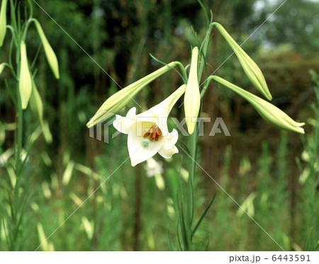 シンテッポウユリ 6443591