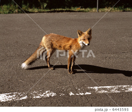 キタキツネ 6443593