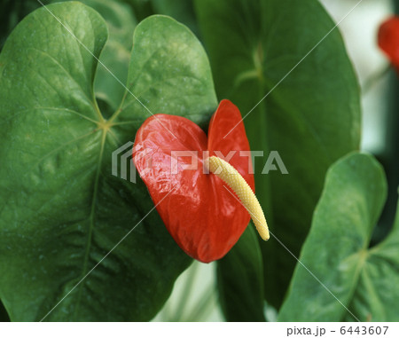 アンスリウム アンスリウム 6443607