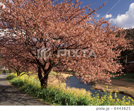 青野川とみなみの桜 青野川とみなみの桜 6443625