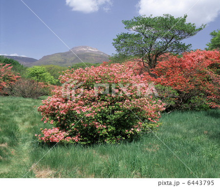 那須・八幡のツツジと茶臼岳 6443795