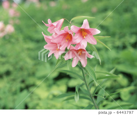 ひめさゆり 6443797