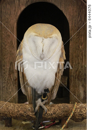 メンフクロウ 6444076