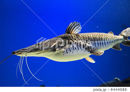 タイガーショベル 山の水族館 (北見市留辺蘂町) タイガーショベル 山の水族館 (北見市留辺蘂町) 6444089