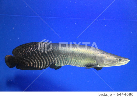 ピラルクー 山の水族館 (北見市留辺蘂町) ピラルクー 山の水族館 (北見市留辺蘂町) 6444090