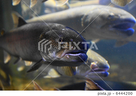 幻の魚 イトウ 山の水族館 (北見市留辺蘂町) 幻の魚 イトウ 山の水族館 (北見市留辺蘂町) 6444200