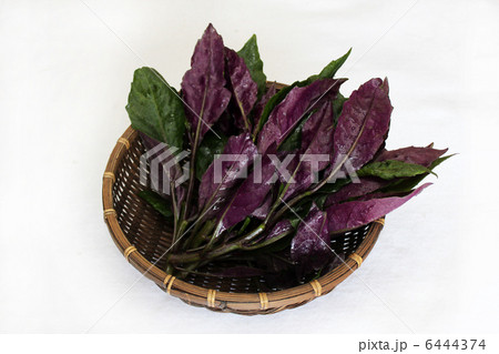 ハンダマ(水前寺菜、金時草) ハンダマ(水前寺菜、金時草) 6444374