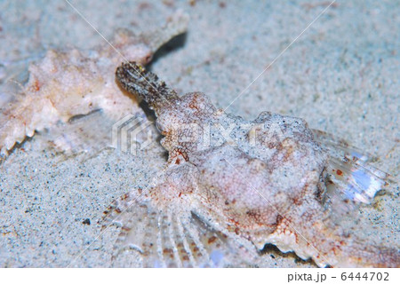 ウミテング 6444702