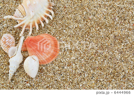 貝殻と砂 6444966