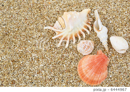 貝殻と砂 6444967