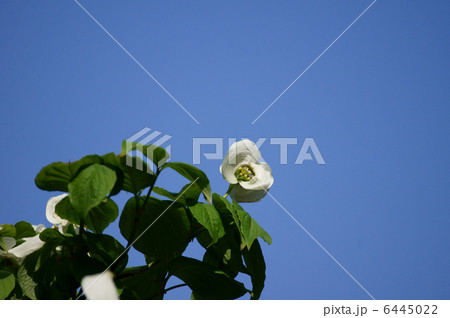 白い花水木 開き始めした。真ん中の小さいものが花です。 白い花水木 開き始めした。真ん中の小さいものが花です。 6445022