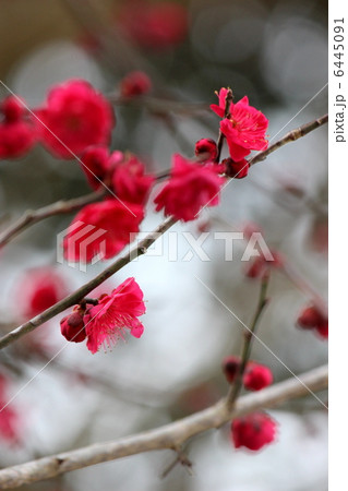 紅梅 6445091