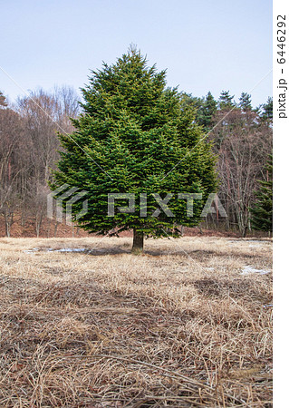 一本のモミの木 一本のモミの木 6446292