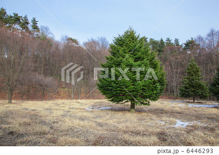 一本のモミの木 6446293