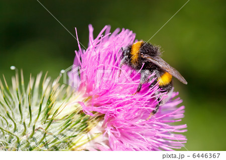 Bumble bee on pink flower 6446367