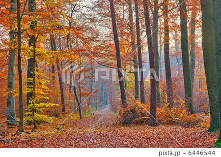 Pathway in the autumn forest 6446544