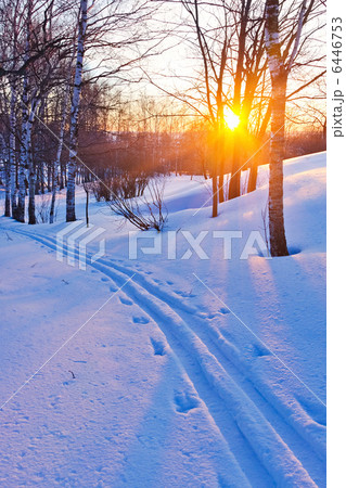 Sunset in winter forest 6446753