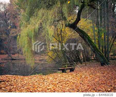 Pond in the autumn park 6446810