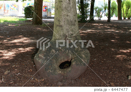 切り株 6447477