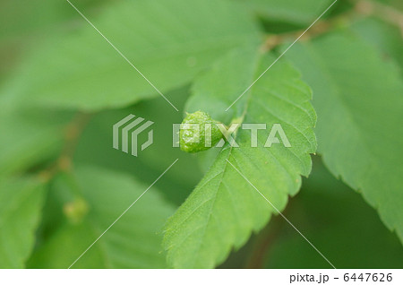 山毛欅　ブナの虫こぶ 6447626