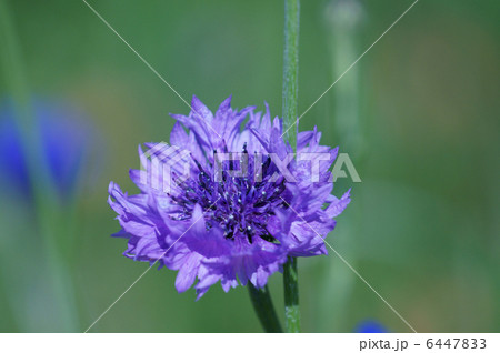 矢車菊　由緒ある魔除けの花 6447833