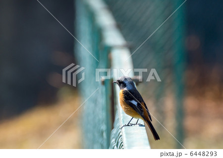 ジョウビタキ 6448293