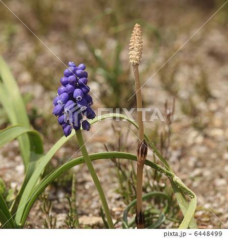 ムスカリ 6448499