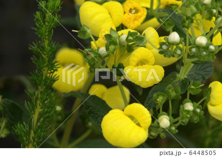 カルセオラリア 6448505