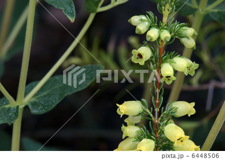 エリカ・ブランドフォーリア エリカ・ブランドフォーリア 6448506