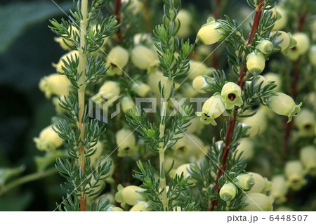 エリカ・ブランドフォーリア 6448507