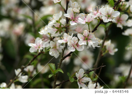 クラブアップル 6448546