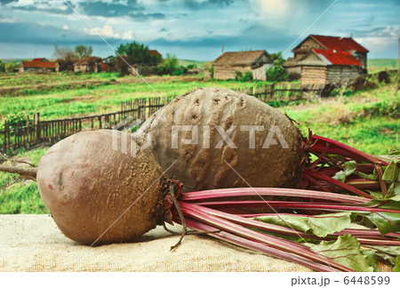 beet on the background of rural areas beet on the background of rural areas 6448599