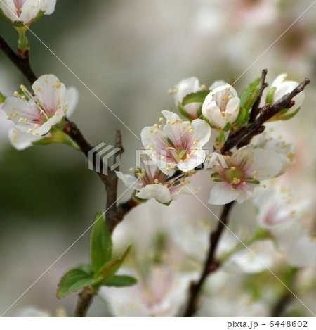 クラブアップル 6448602