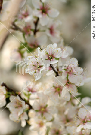 クラブアップル 6448646