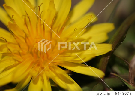 タンポポ 6448675