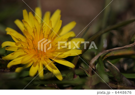 タンポポ タンポポ 6448676