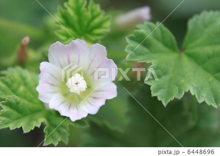 ゼニバアオイの花 6448696