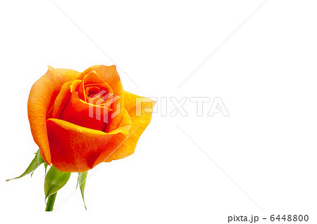 薔薇一輪 薔薇一輪 6448800