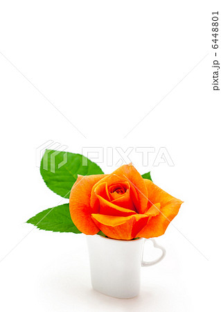 カップの中のバラ カップの中のバラ 6448801