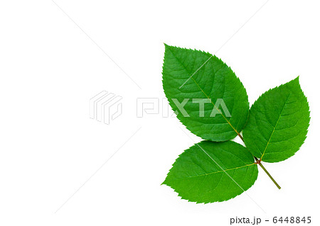 ばらの葉 ばらの葉 6448845