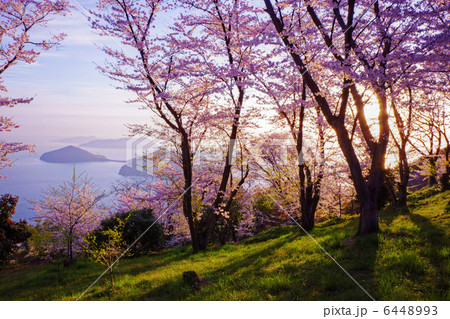 紫雲出山の桜と朝日 6448993