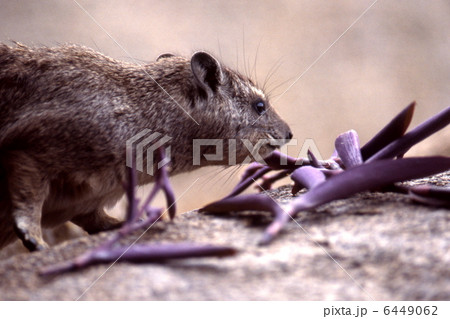 花を食べるロックハイラックスの写真素材