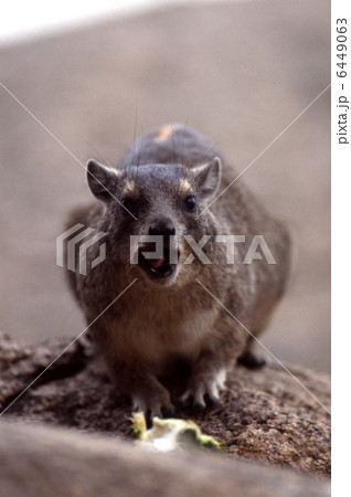 花を食べるロックハイラックス 6449063